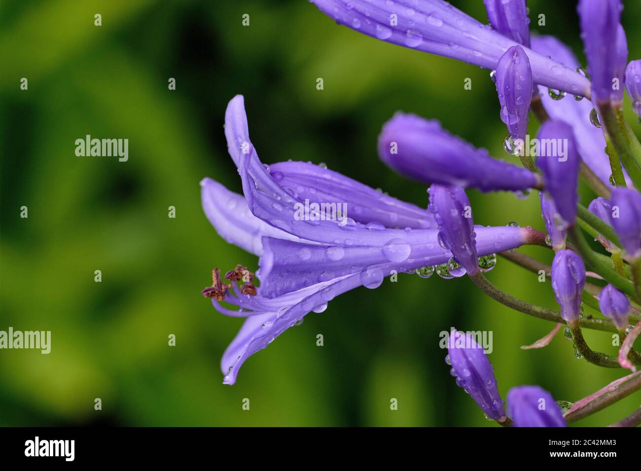 Wet bees hi-res stock photography and images - Alamy