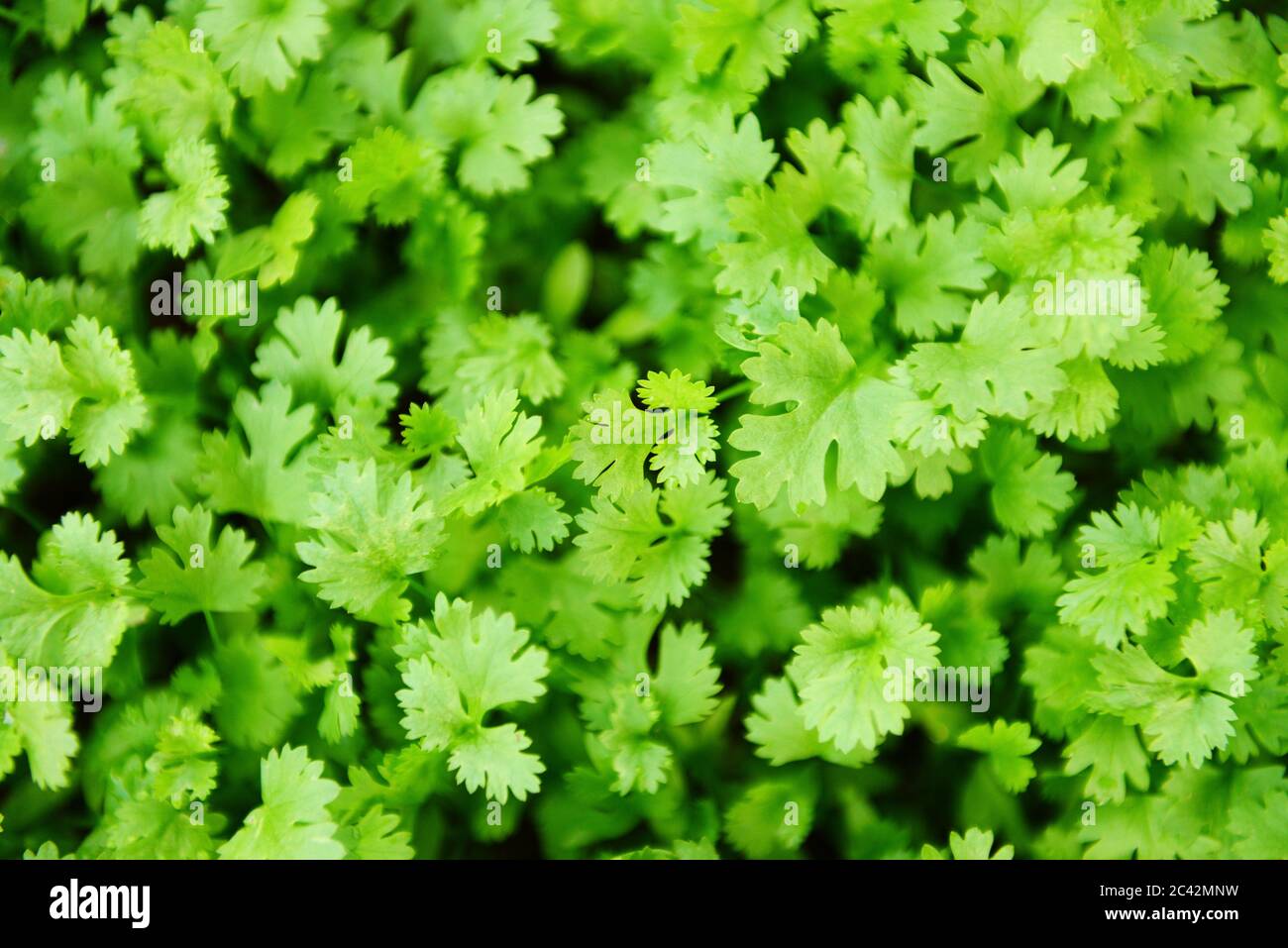 Coriander plant leaf growing in the graden nature background / Green coriander leaves vegetable