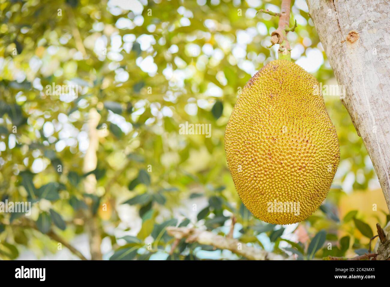Jackfruit hanging on the jackfruit tree in the garden fruit in thailand