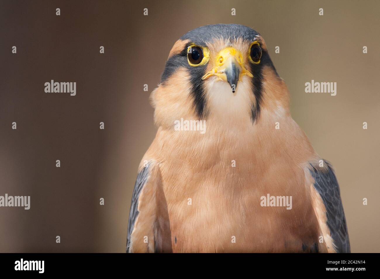 A portrait of an Aplomado falcon Stock Photo