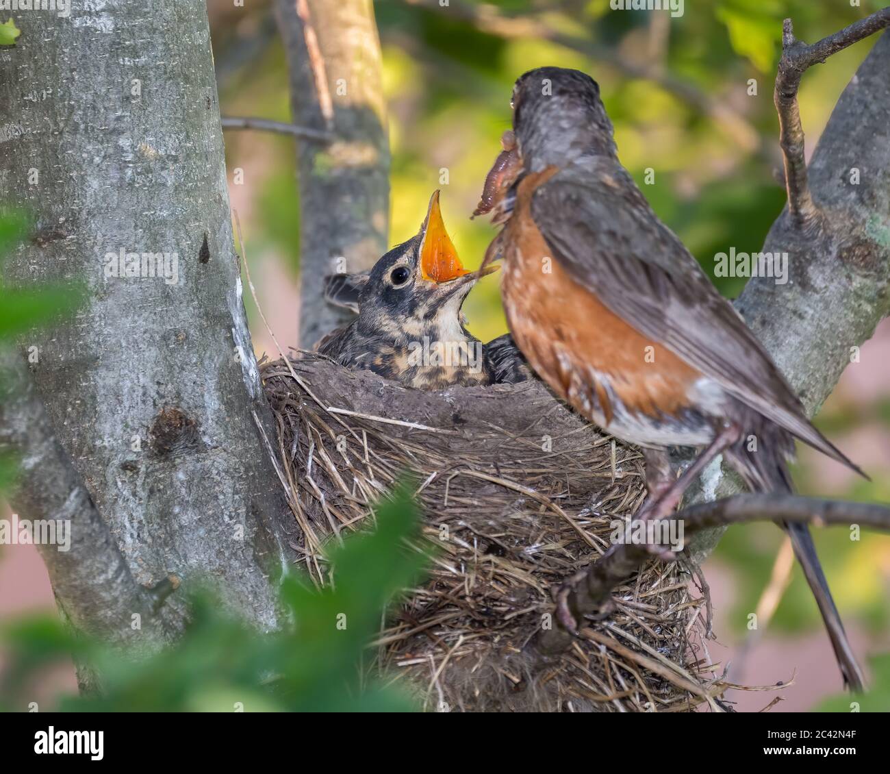 Mother robin hires stock photography and images Alamy