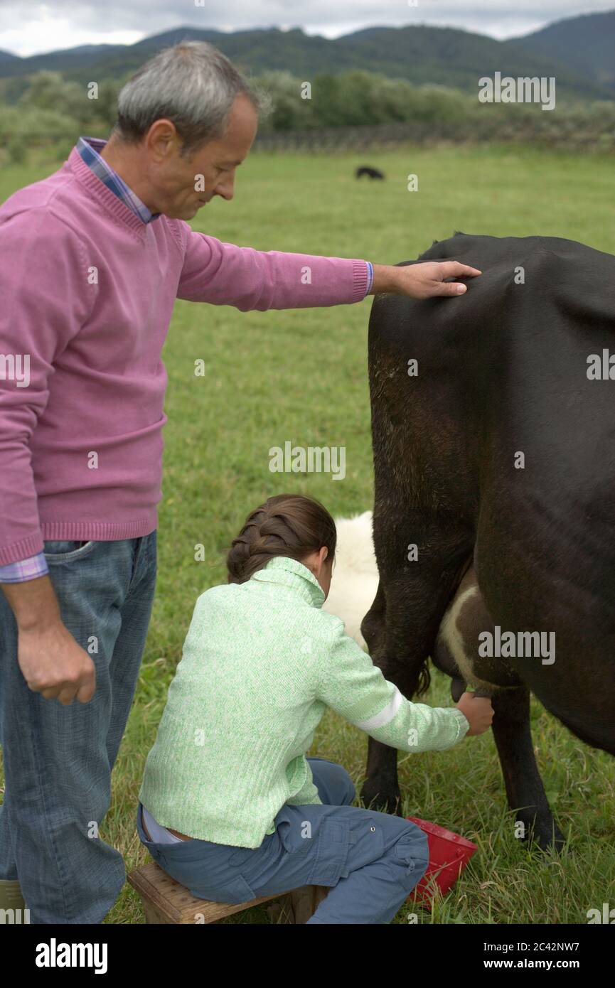 A girl milks a cattle Stock Photo - Alamy