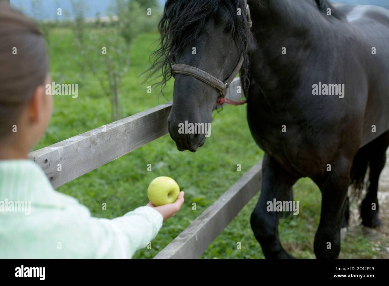 Girl offers an apple to a horse farm Stock Photo Alamy