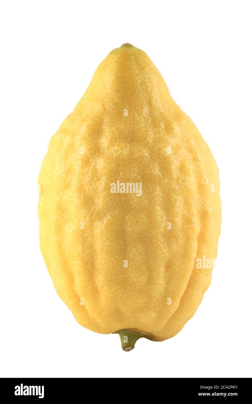 Etrog, isolated  [url=http://www1.istockphoto.com/file search.php?action=file&lightboxID=3643170refnum=motimeiri]Click here for more jewish stuff[/url Stock Photo