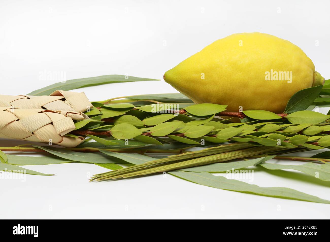 The lulav and the etrog hi-res stock photography and images - Alamy
