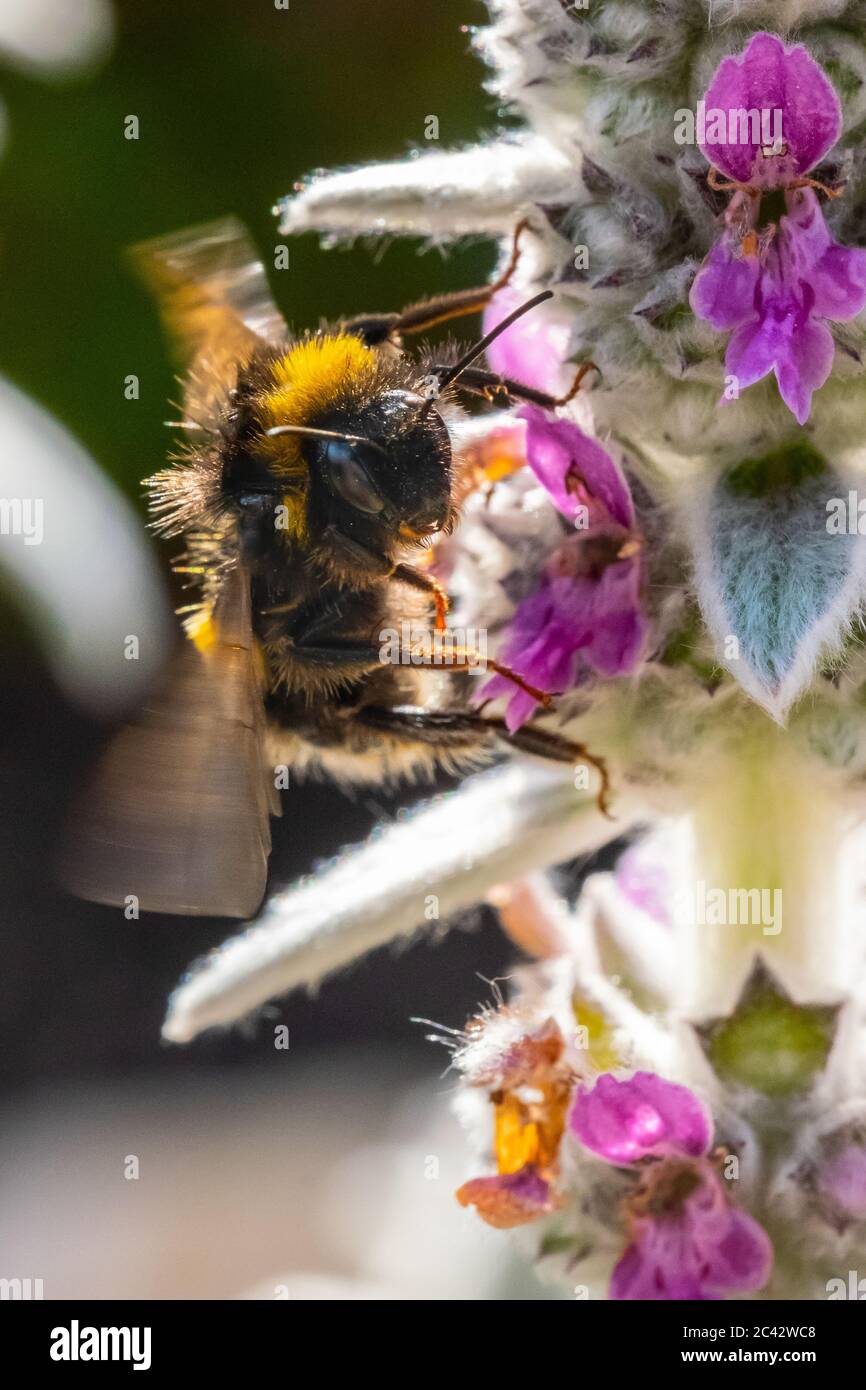 Bee collecting pollen from Lamb's Ear Stock Photo