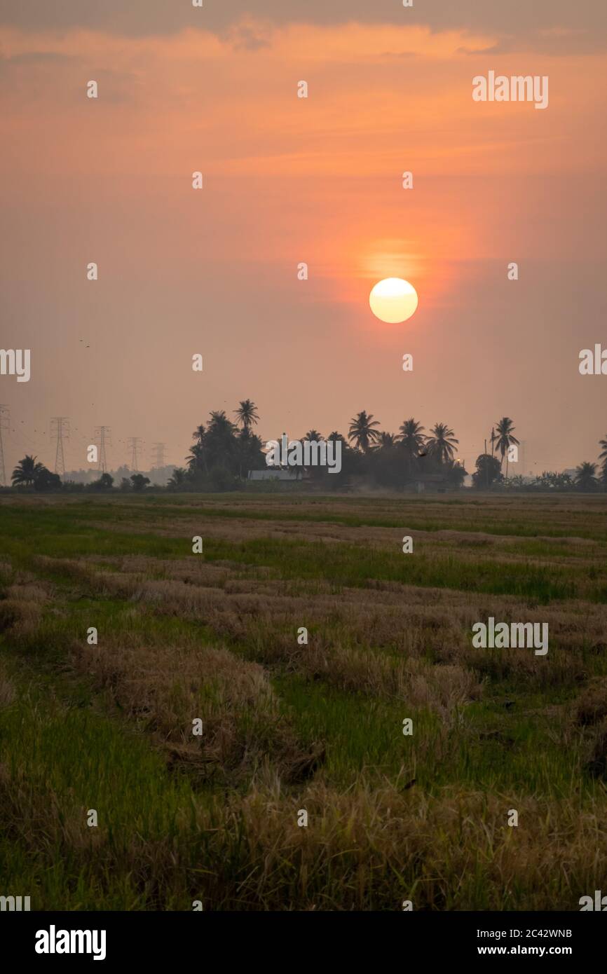 Scenic sunset at paddy field in Kedah, Malaysia Stock Photo - Alamy