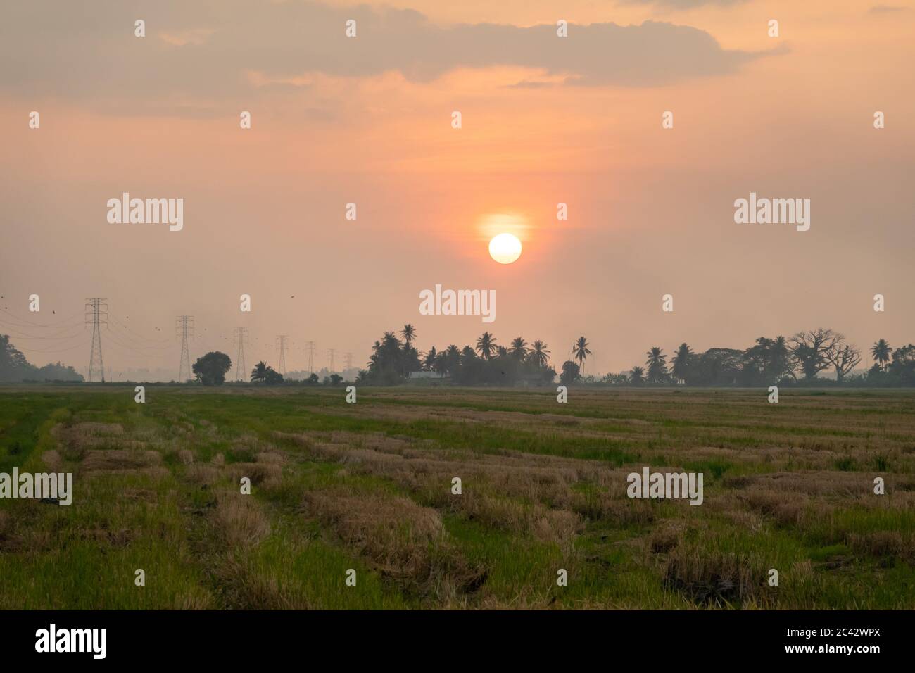 Scenic sunset at paddy field in Kedah, Malaysia Stock Photo - Alamy