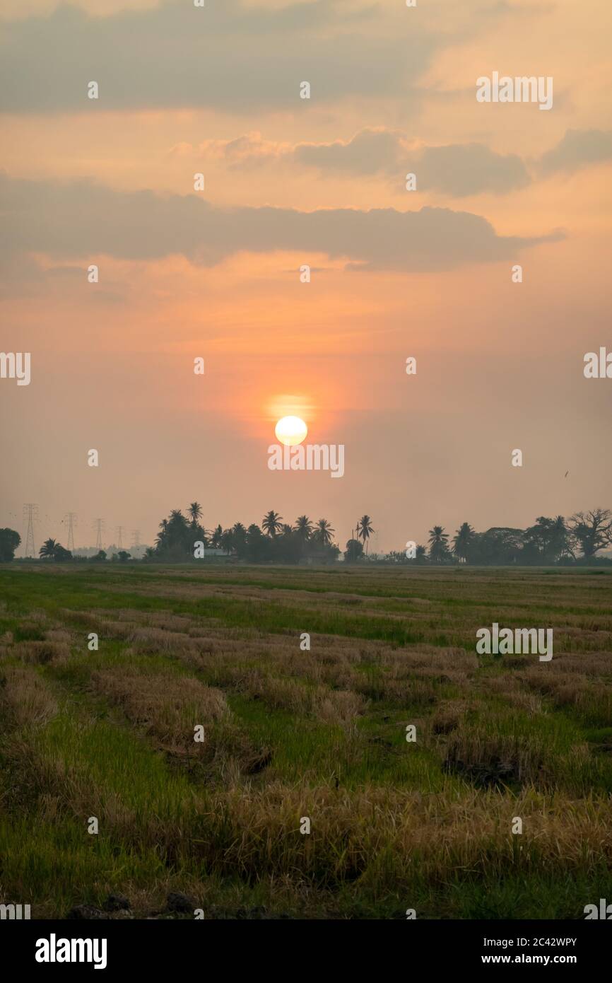 Scenic sunset at paddy field in Kedah, Malaysia Stock Photo - Alamy