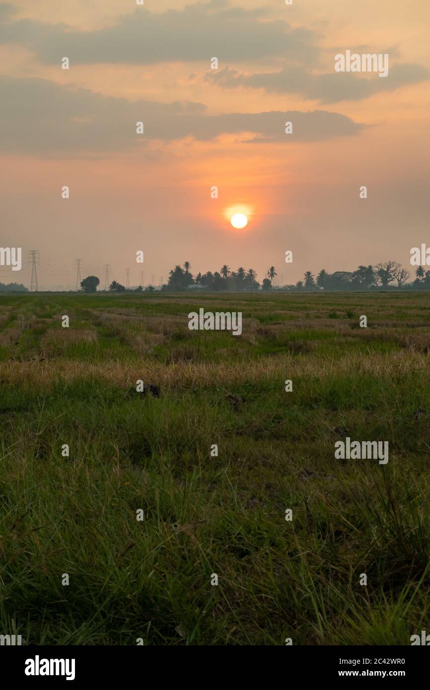 Scenic sunset at paddy field in Kedah, Malaysia Stock Photo - Alamy