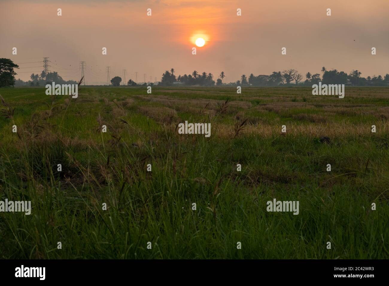 Scenic sunset at paddy field in Kedah, Malaysia Stock Photo - Alamy