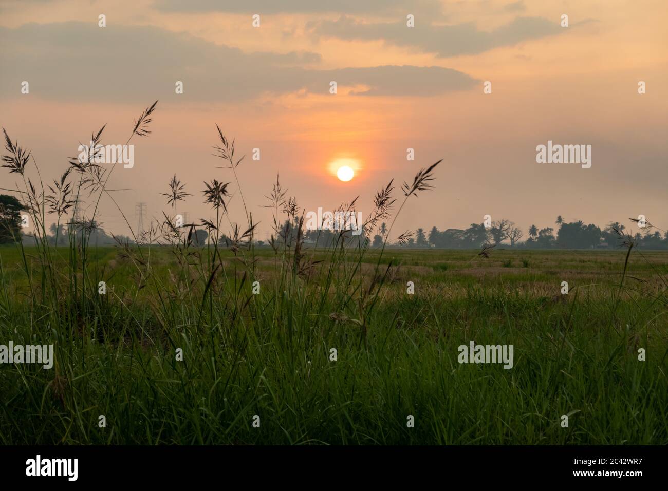Scenic sunset at paddy field in Kedah, Malaysia Stock Photo - Alamy