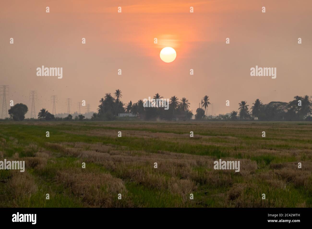 Scenic sunset at paddy field in Kedah, Malaysia Stock Photo - Alamy