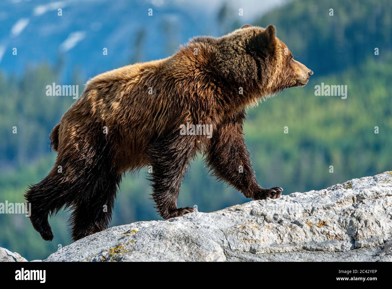 Grizzly bear walking along the beautiful scenery of Knight Inlet, First Nations Territory, British Columbia, Canada. Stock Photo