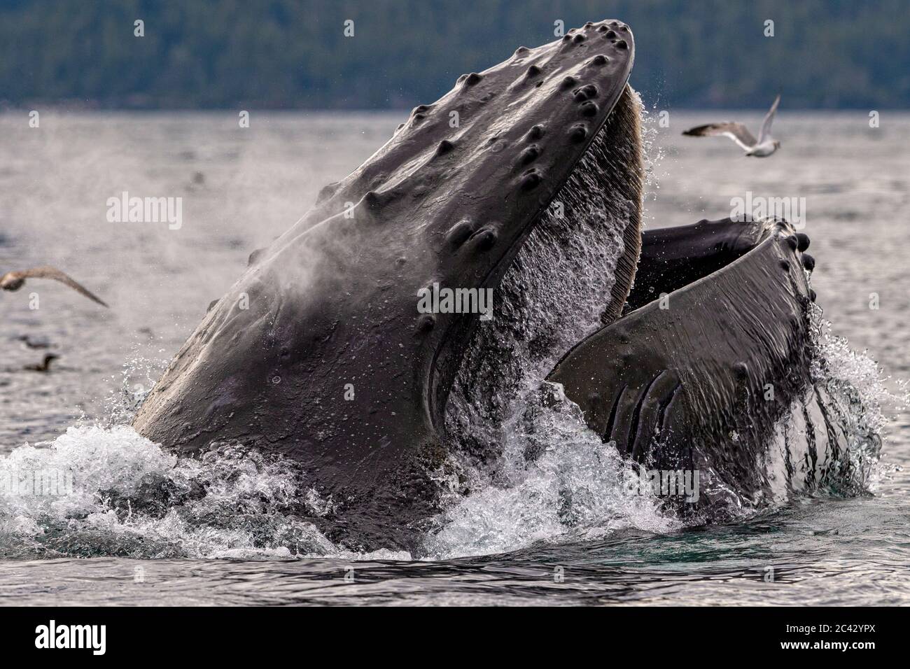 Humpback whale lunge feeding near the Broughton Archipelago, First Nations Territory, British Columbia, Canada. Stock Photo