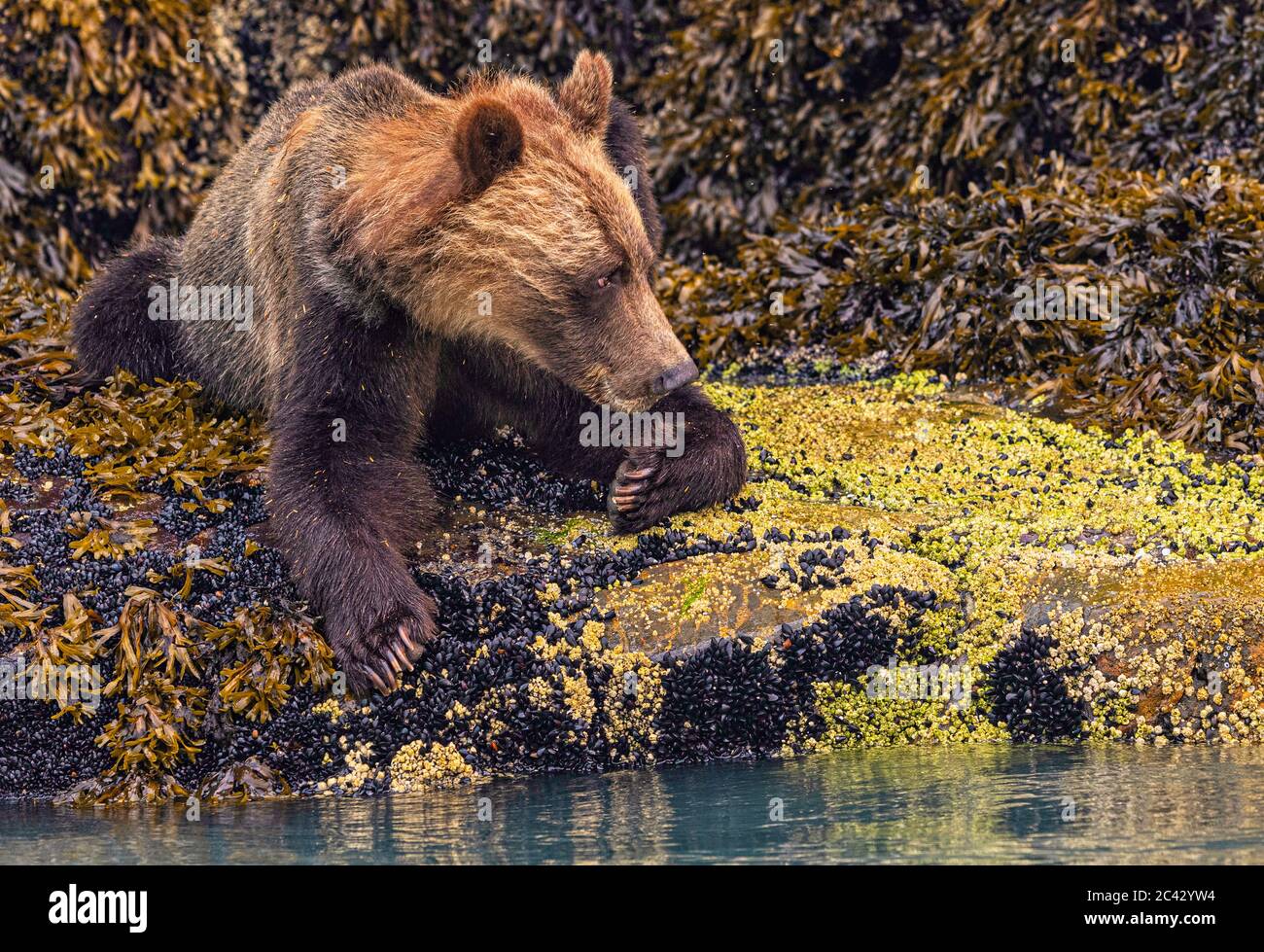Coastal grizzly bear resting on mussels during low tide in Knight Inlet ...