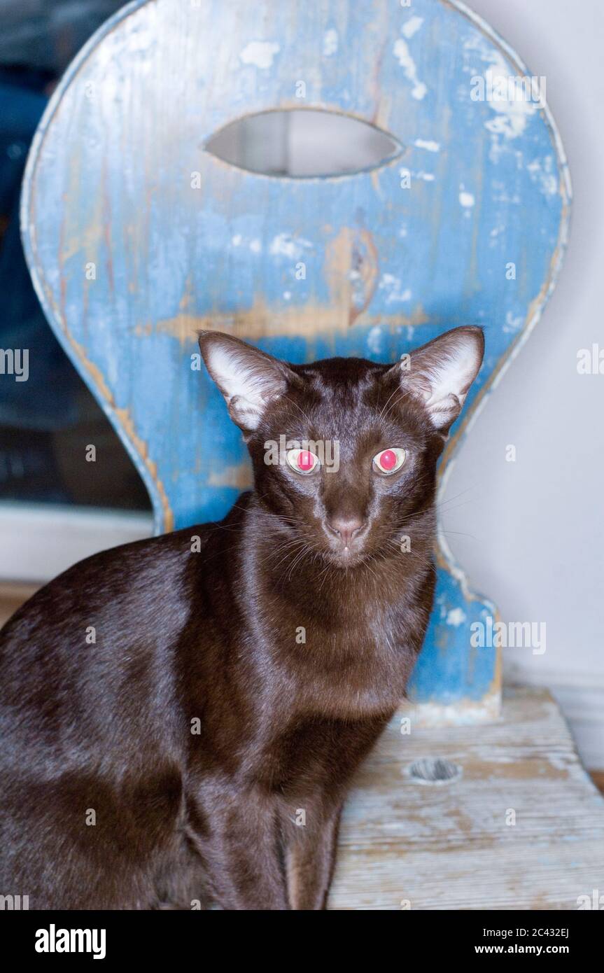 Black cat on a chair Stock Photo - Alamy