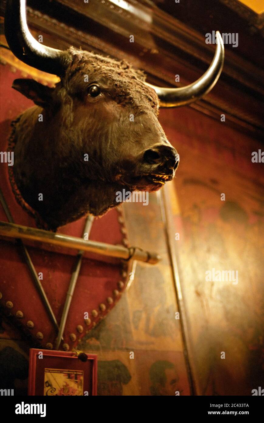 Stuffed bull head hotsell