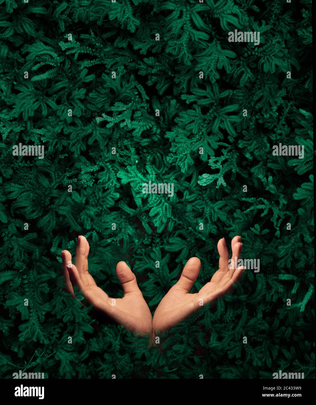 Hands sticking out of green trees. Stock Photo