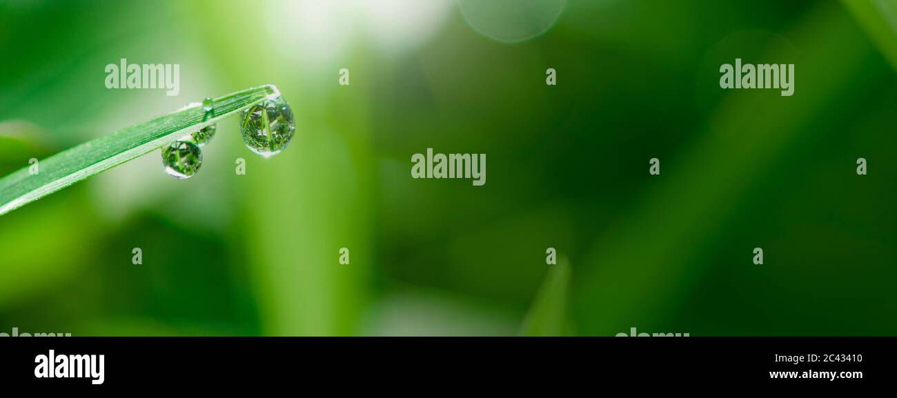 close-up water drops on the green grass. Abstract blurry background. Nature background. Stock Photo