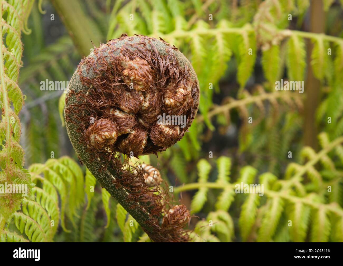 Ponga tree fern frond unfurling Stock Photo