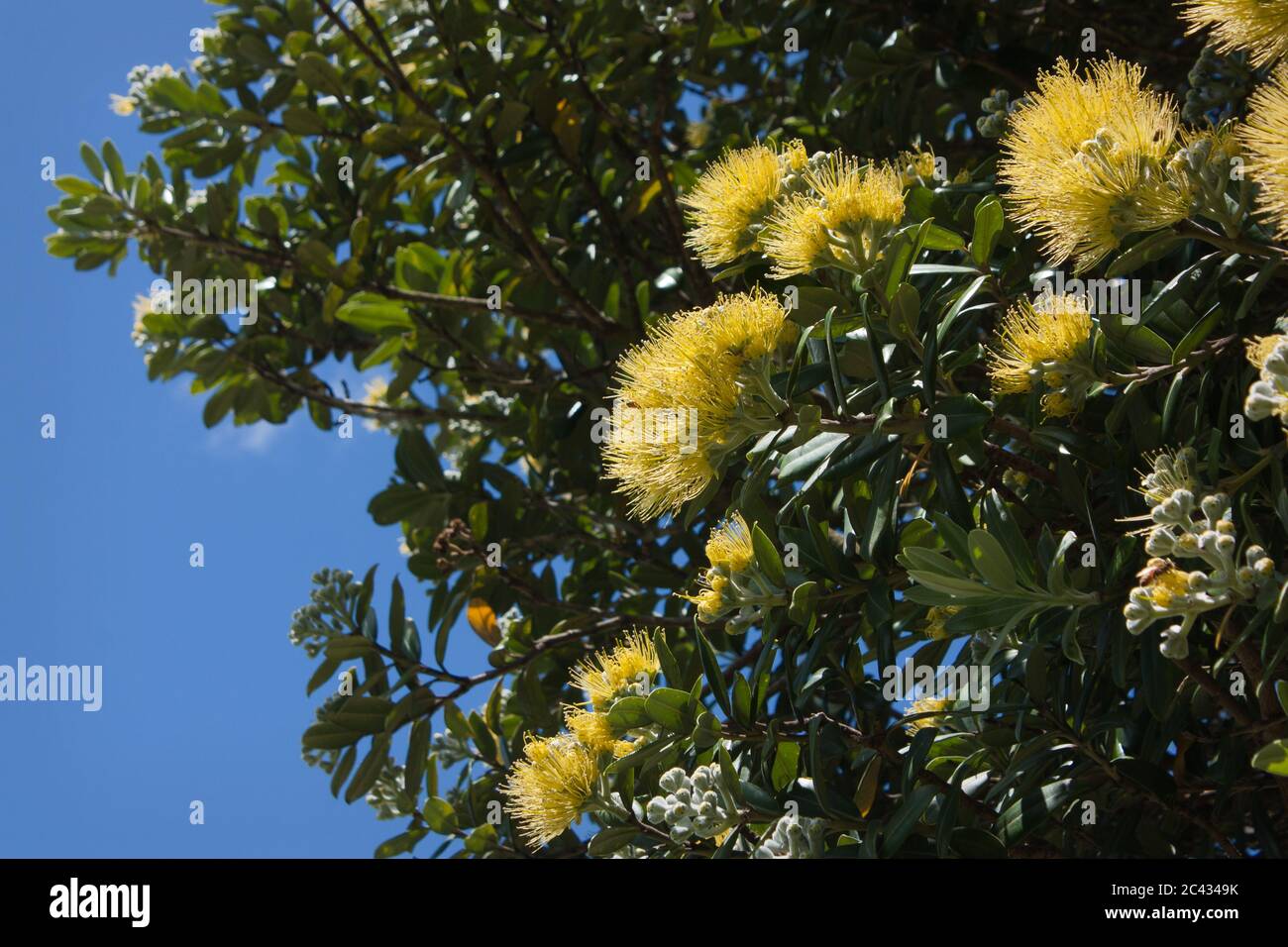 Rare Yellow Pohukakawa (Metrosideros excelsa 'Aurea') native to New Zealand Stock Photo