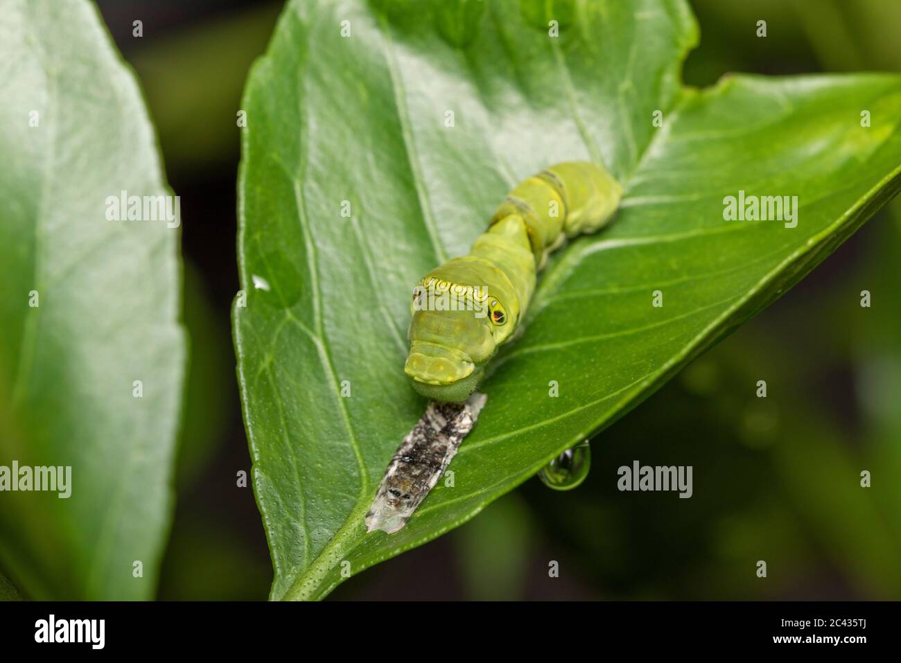 Larva of Asian swallowtail (Papilio xuthus) just molted eating its casting off skin, on Mikan orange tree, Isehara City, Kanagawa Prefecture ,Japan Stock Photo