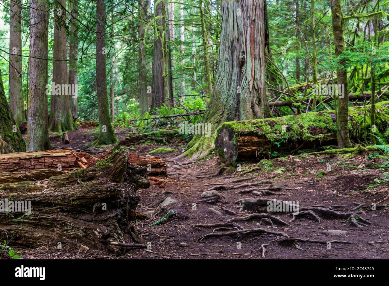 Footpath hiking trail in summer forest park british columbia canada. Stock Photo