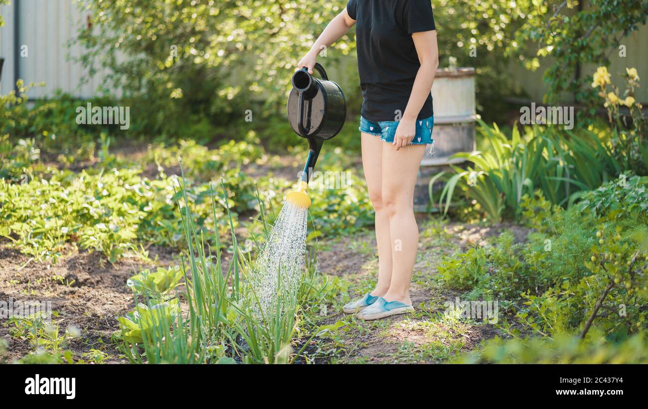 Young woman watering vegetable garden from watering can. Close up of women's hands watering seedbed of onions. Concept of summer and garden care Stock Photo