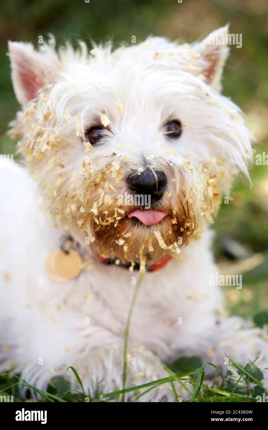Dog with sawdust on the muzzle Stock Photo Alamy