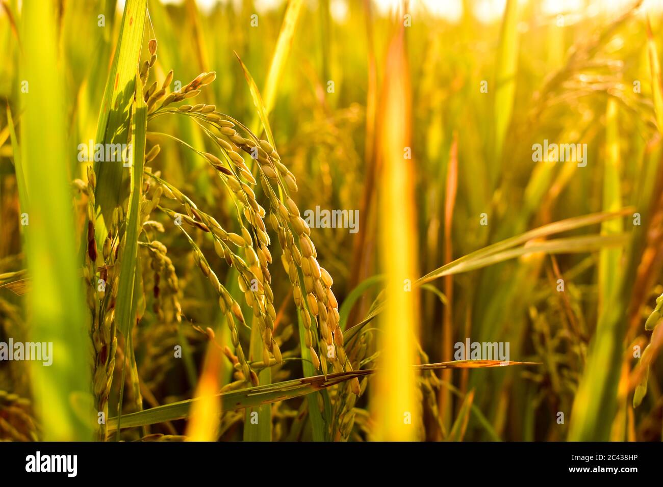 rice seeds in the afternoon, free space for text, HD Image and Large ...