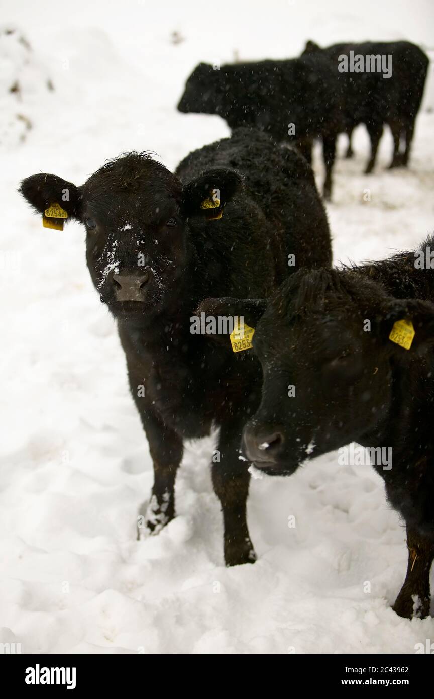 Black calves in the snow Stock Photo - Alamy