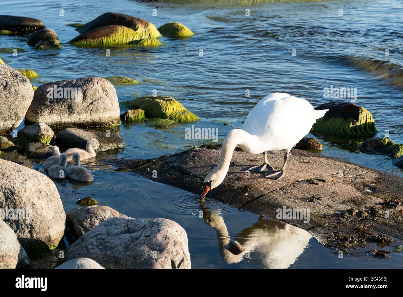 Mute swan and its offspring at Kirkkonummi archipelago, Finland Stock Photo