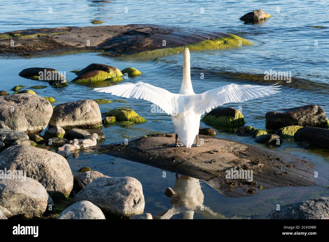 Mute swan and its offspring at Kirkkonummi archipelago, Finland Stock Photo
