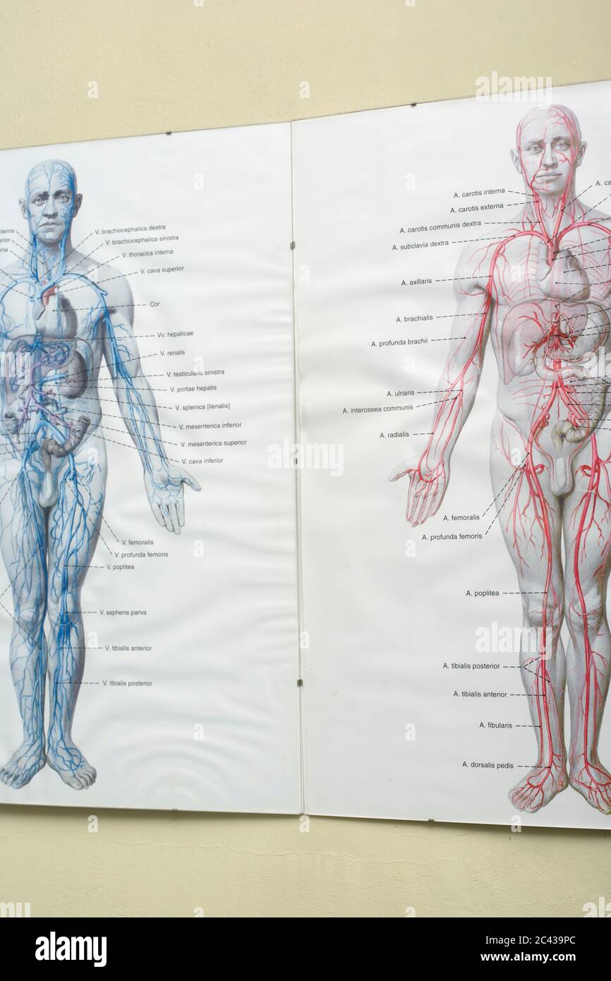 Two illustrations of the human body to describe the blood circulation ...
