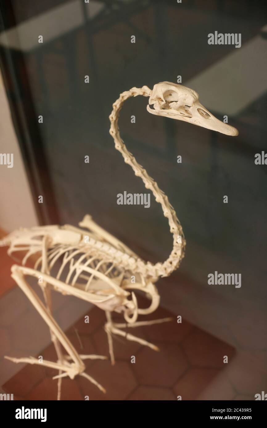 Skeleton of a Swan Anatomy Exhibition Museum Stock Photo Alamy