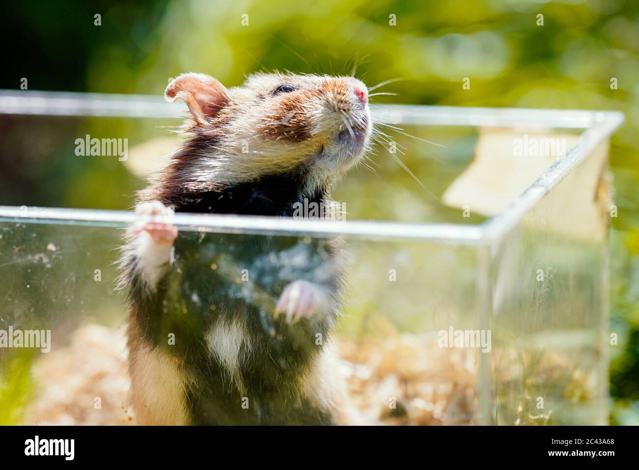 Mannheim, Germany. 23rd June, 2020. A field hamster looks out of its transport  box when it is released into the wild in a field near Mannheim. The  reintroduction project of the Institute