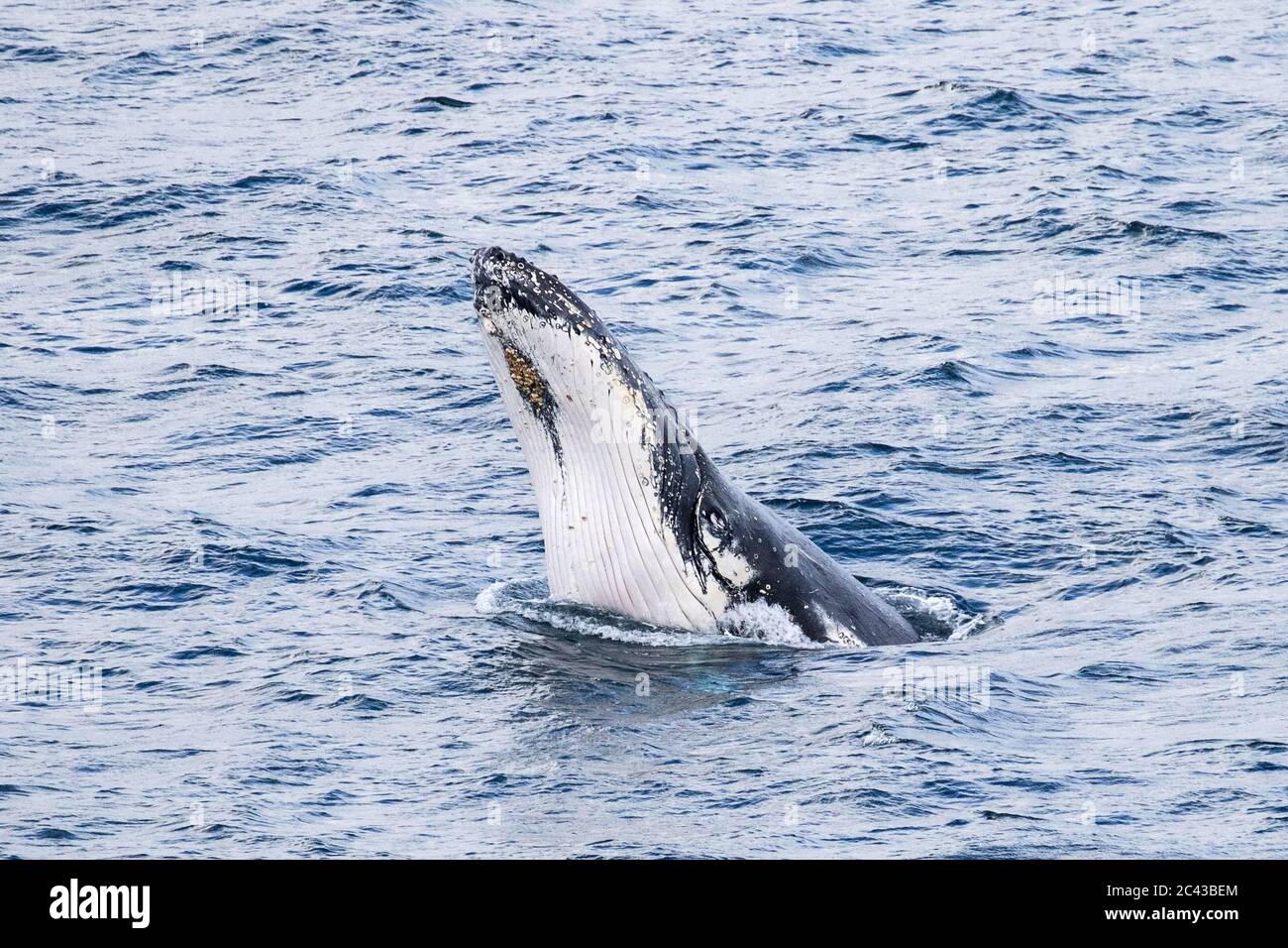 Humpback Whale breaching with head out of water Stock Photo - Alamy