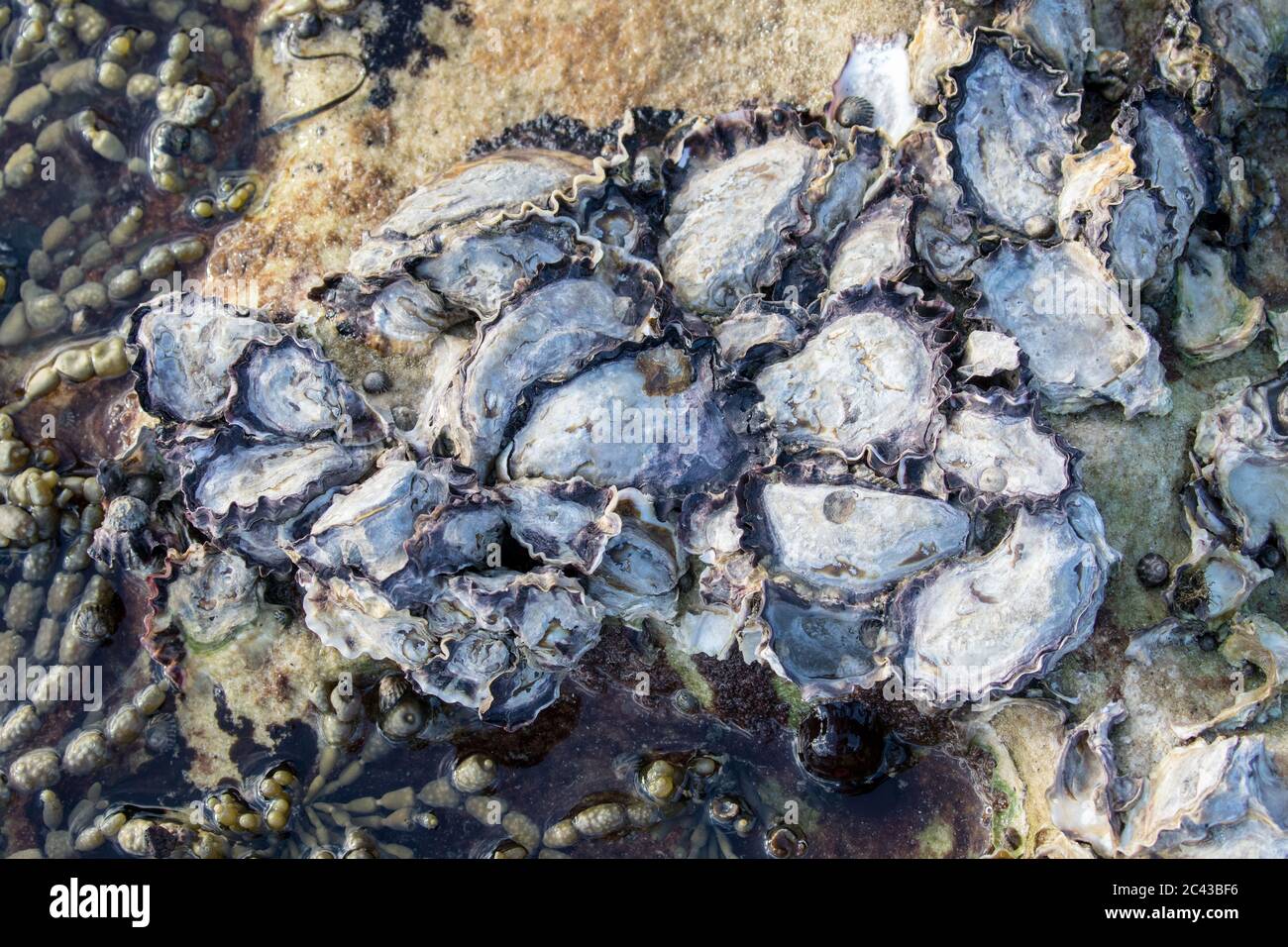 Sydney Rock Oysters growing on rocks in the inter-tidal zone Stock Photo