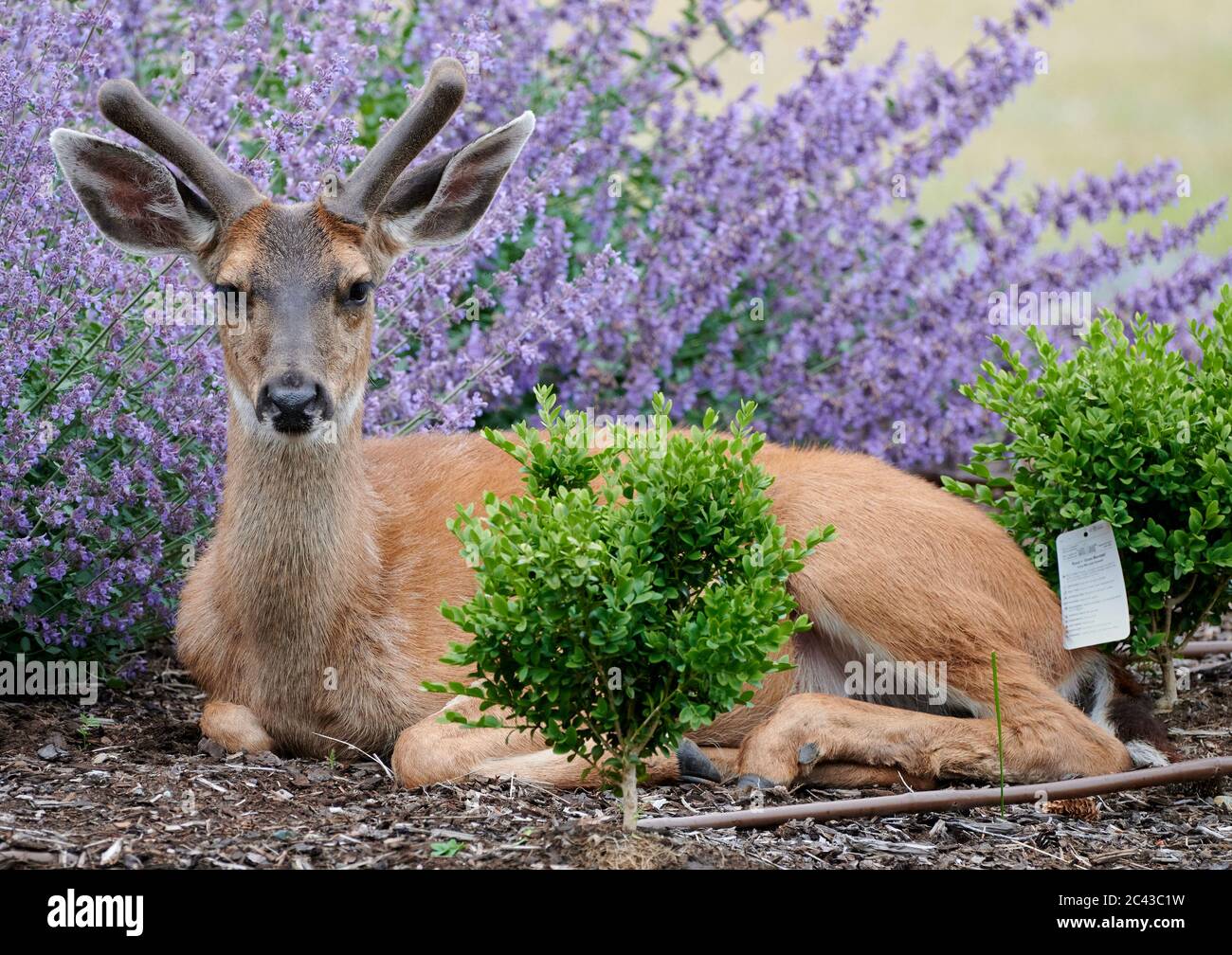 Deer in cultivated garden, Comox Valley, Vancouver Island, B.C Canada Stock Photo