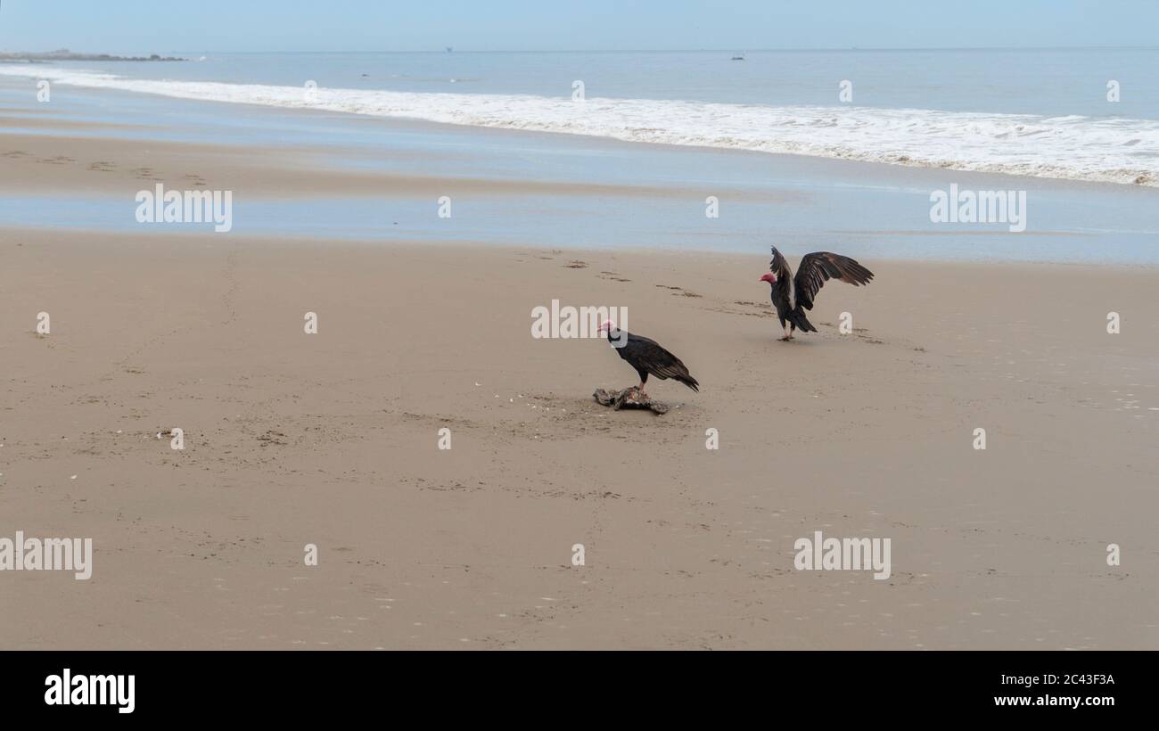 Couple of vultures next to a dead fish on the beach during the day Stock Photo