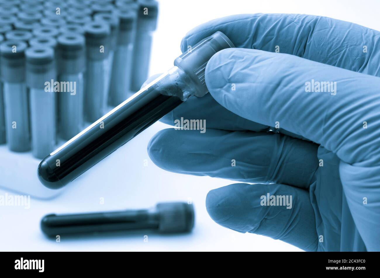 Blood analysis, clinical or medical testing and phlebotomy concept theme with close up on doctor hand wearing blue latex gloves and holding a test tub Stock Photo