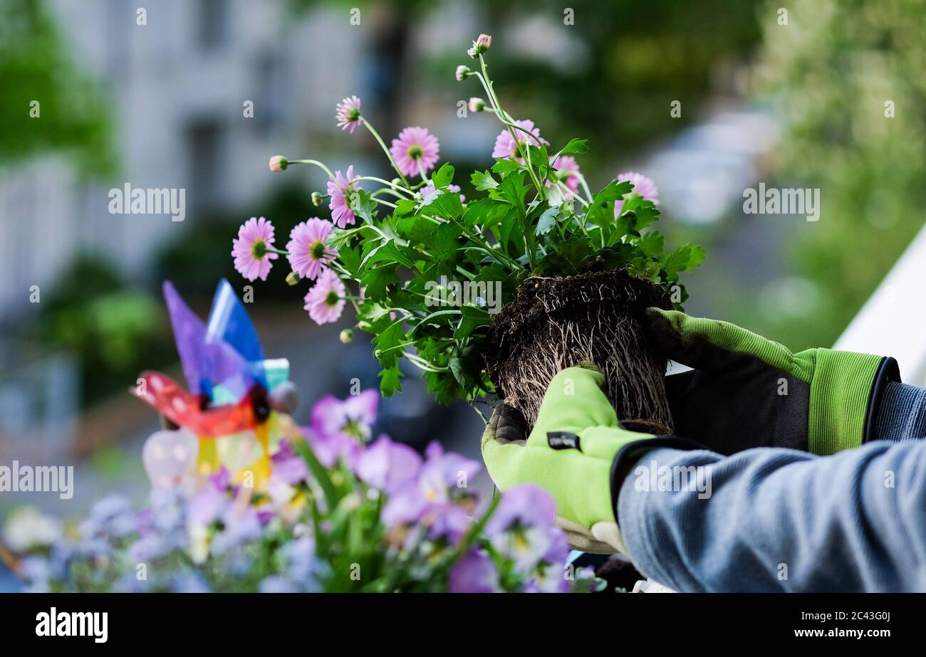 Berlin, Germany. 03rd May, 2020. A flower pot with an Australian daisy, also called Blue Daisy, is replanted on a balcony. The plant has been removed from the flower pot and the roots are clearly visible. Credit: Jens Kalaene/dpa-Zentralbild/ZB/dpa/Alamy Live News Stock Photo