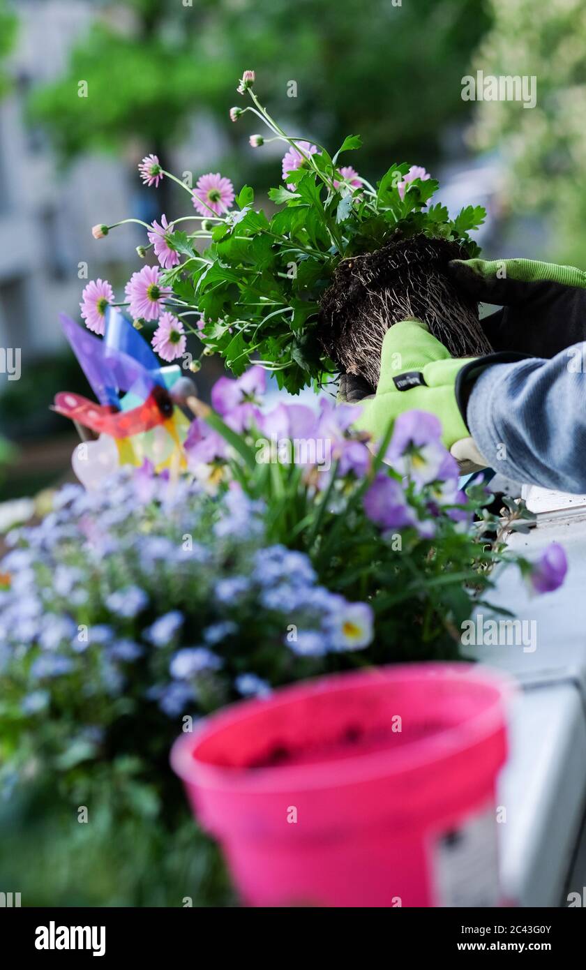 Berlin, Germany. 03rd May, 2020. A flower pot with an Australian daisy, also called Blue Daisy, is replanted on a balcony. The plant has been removed from the flower pot and the roots are clearly visible. Credit: Jens Kalaene/dpa-Zentralbild/ZB/dpa/Alamy Live News Stock Photo