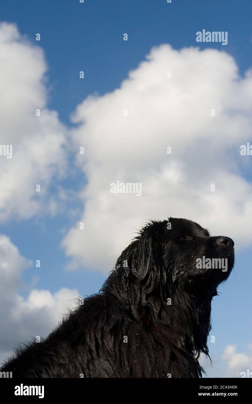 Newfoundland dog in front of cloudy sky, Germany Stock Photo