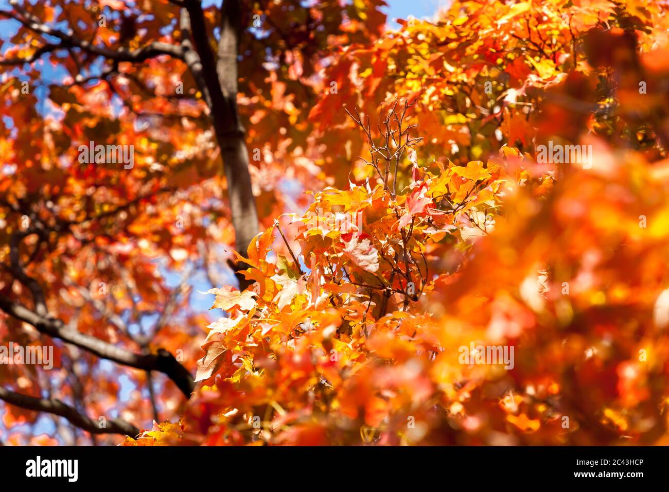 Red Liquid Amber Leaves Hi Res Stock Photography And Images Alamy Autumn Colors Leaves Of Liquid Amber Tree Selective Focus On Image Center In Full Frame Background 2C43HCP 