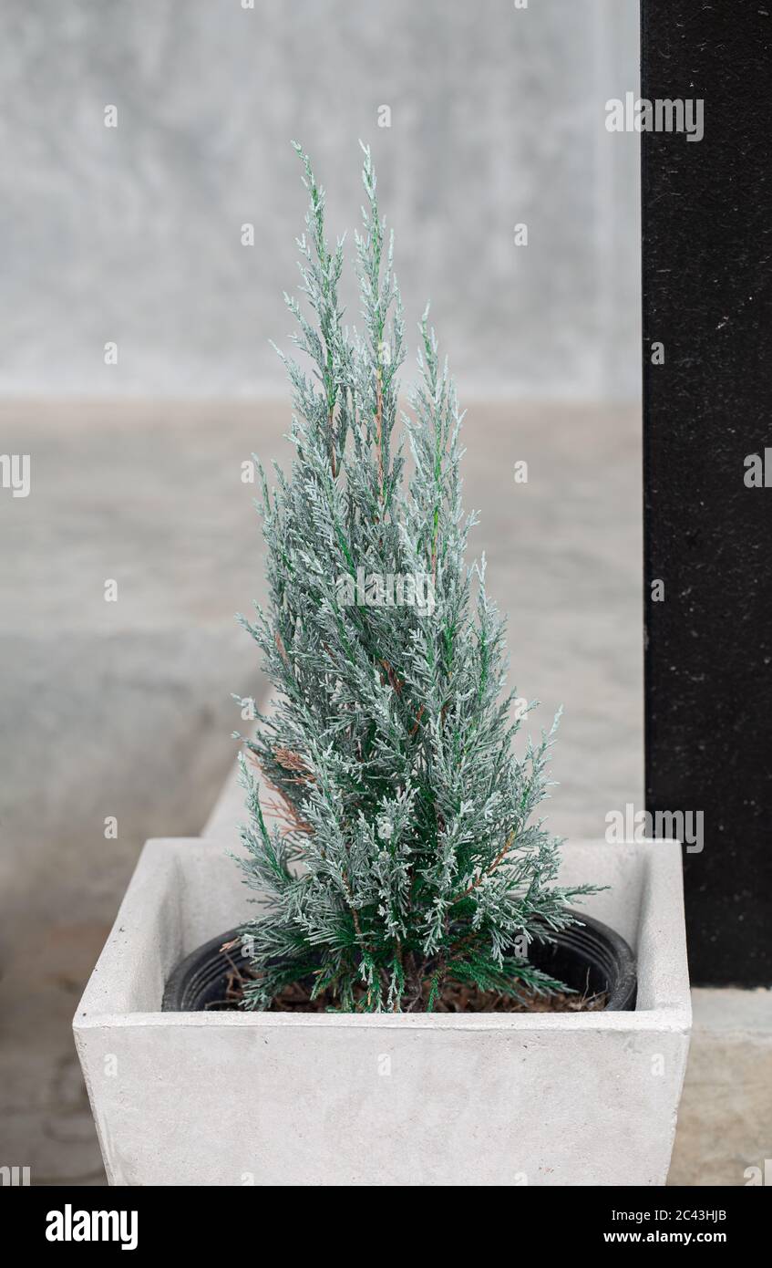 Blue Lawson Cypress or Chamaecyparis lawsoniana in bright concrete pot for decorating. Stock Photo