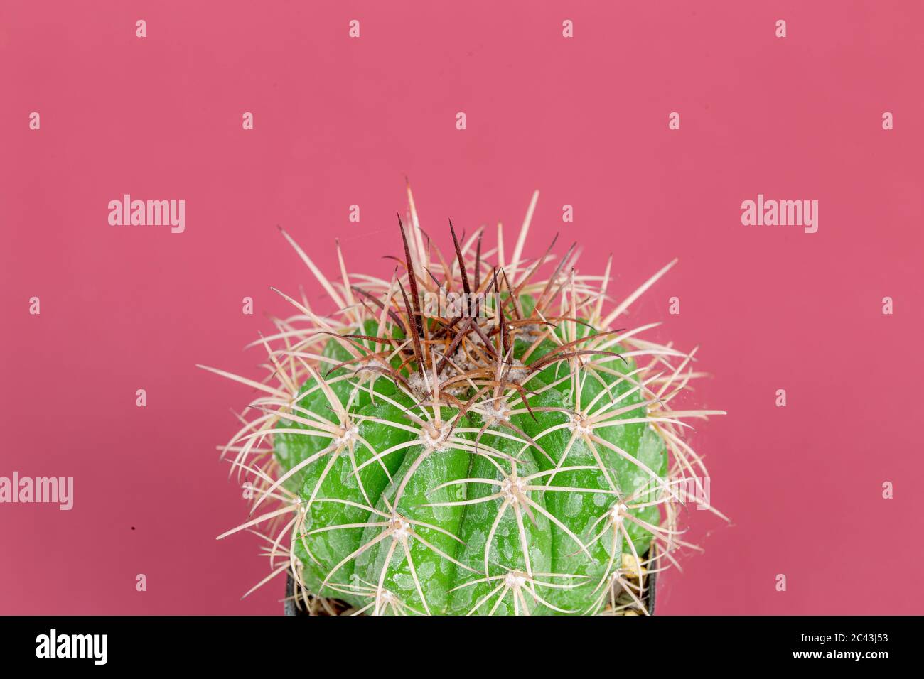 Beautiful Melocactus close-up in a pot has a spiky on pink background. Stock Photo