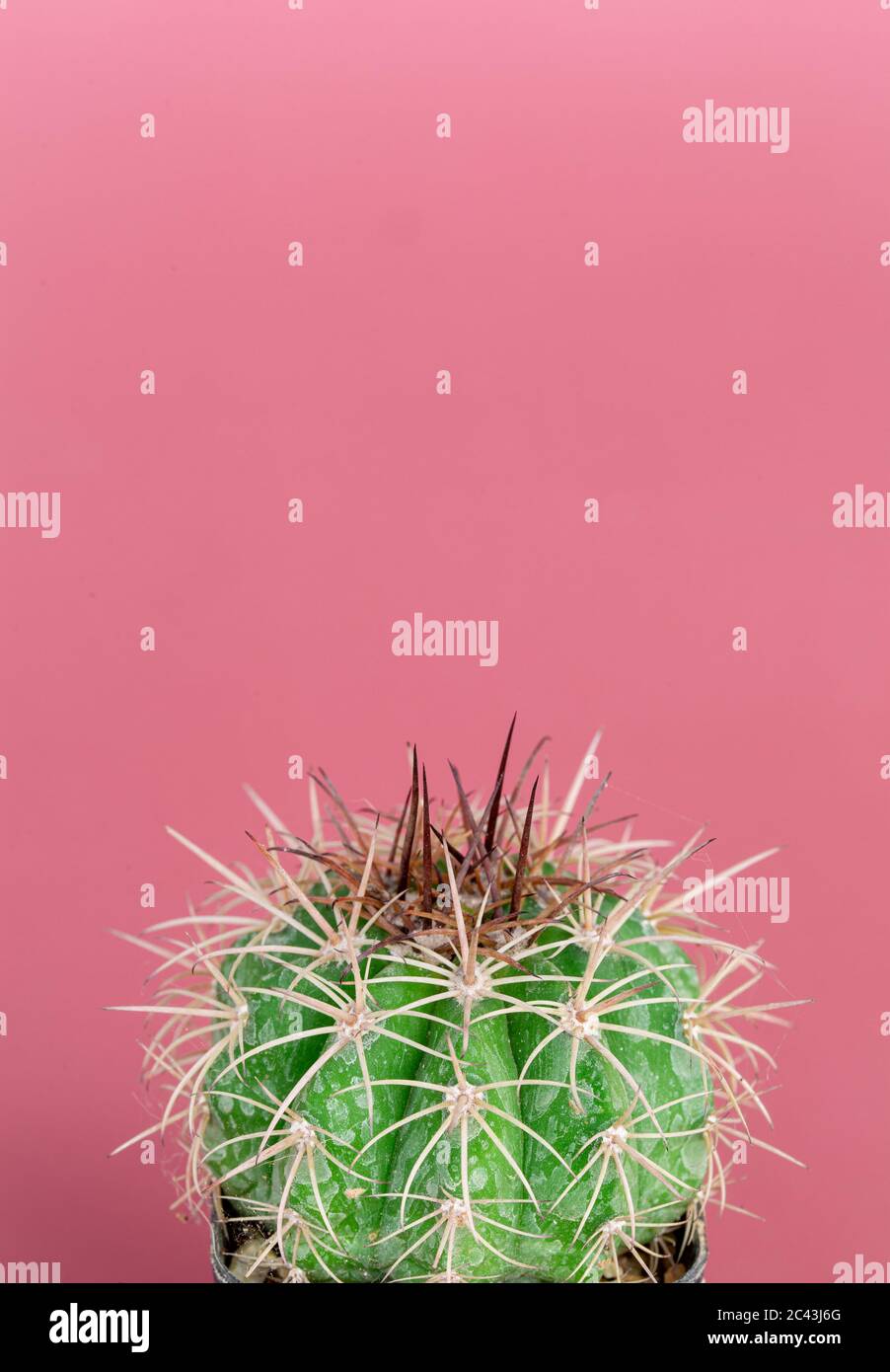Beautiful Melocactus close-up in a pot has a spiky on pink background. Stock Photo