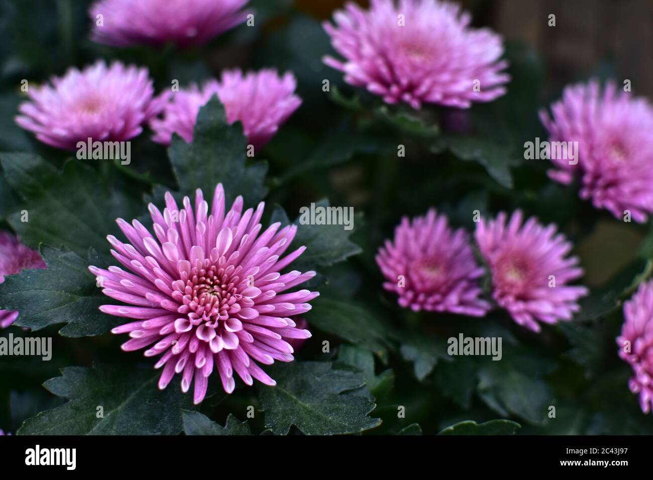 Purple chrysanthemum flower close-up, abstract background, HD Image and